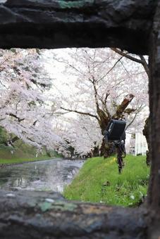 桜並木 桜祭り,湖,桜の写真素材