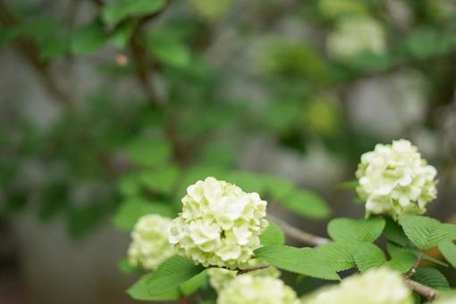 庭に咲く花 庭に咲く花の写真