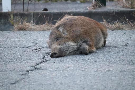 ロードキル（イノシシ） イノシシ,猪,ニホンイノシシの写真素材