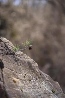 Photo, loose, pine cones, rock, 