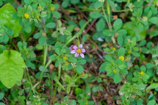 地面に咲くニワゼキショウの小さな花 地面に咲くニワゼキショウの小さな花 ニワゼキショウ,紫,花の写真素材