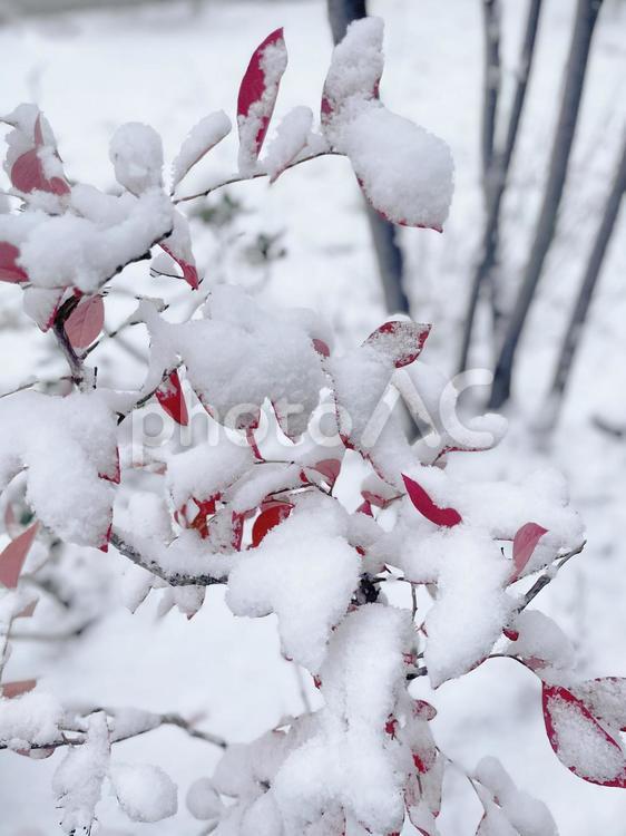 庭の赤い葉っぱの木に積もった雪 雪,冬,景色の写真素材