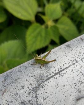 キリギリス キリギリス,バッタ,昆虫の写真素材