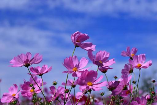 風に戯れるコスモス 風に戯れるコスモス コスモス,花,秋の写真素材