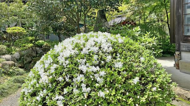 Photo, kikusui temple, enmeizan, fresh green, 