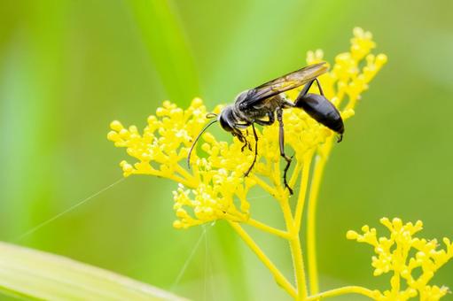 クロアナバチ⑵ クロアナバチ⑵ 蜂,クロアナバチ,昆虫の写真素材