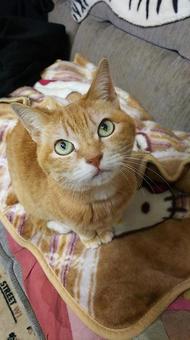 見上げる猫 猫,茶トラ,メス猫の写真素材