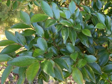 ヒサカキの写真