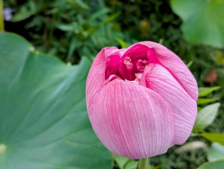 蓮の花 蓮の花 蓮の花,蓮,花の写真素材