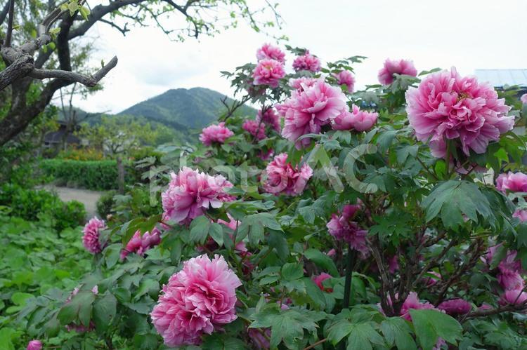 満開の牡丹の花と山の自然風景  牡丹,春,初夏の写真素材