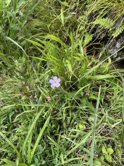 晩夏の高ボッチ高原の花2025 信州,高ボッチ高原,晩夏の写真素材