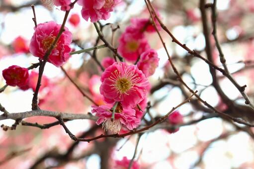 紅梅 梅,ピンク色,早春の写真素材