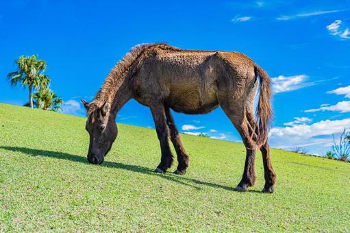 鹿児島　開聞山麓自然公園（トカラ馬牧場） 開聞山麓自然公園,トカラ馬牧場,開聞岳の写真素材