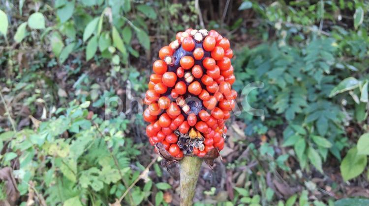 10月・まむし草の実 まむし草,マムシグサ,実の写真素材