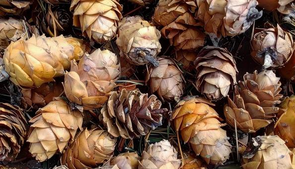 たくさんの松ぼっくりの背景イメージ秋素材の写真