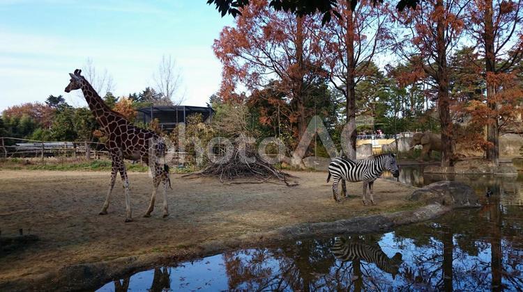 キリン時々シマウマそして見てるゾウ 季節,自然,青空の写真素材
