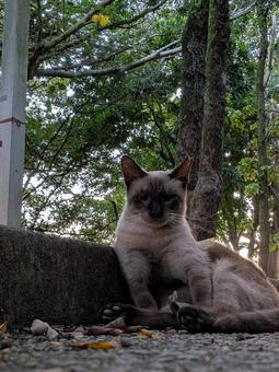 ねこ のらねこ 公園 ねこ のらねこ 公園の写真