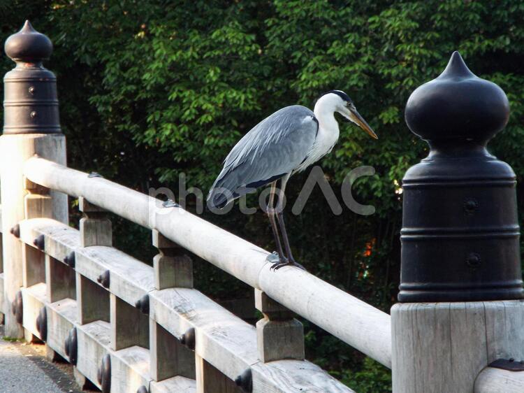 京都　欄干の上のアオサギ アオサギ,京都,京都御苑の写真素材