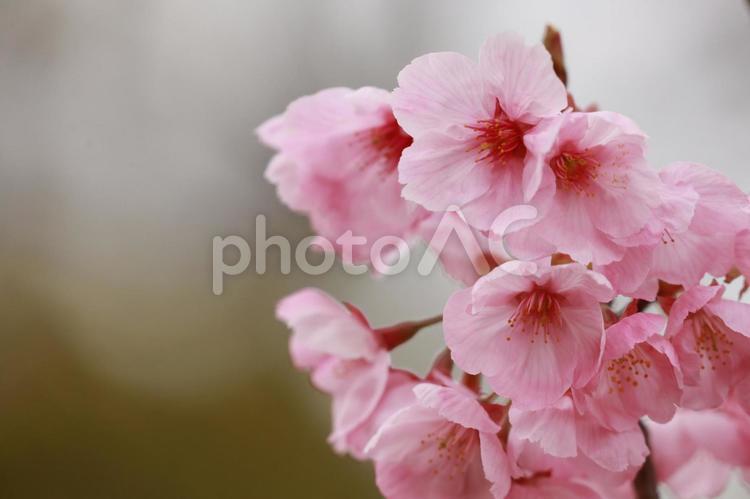 桜のつぼみと花びら 桜,さくら,サクラの写真素材