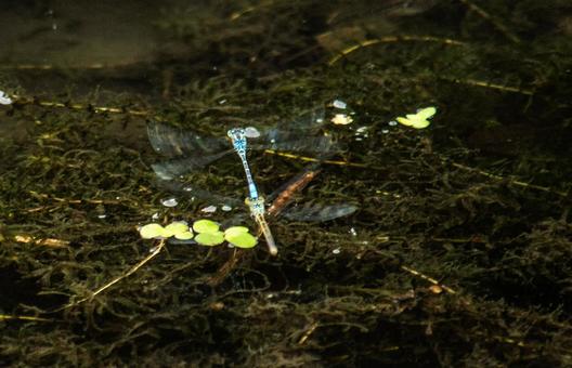 川のうえを飛んでいるトンボが二匹 川のうえを飛んでいるトンボが二匹 トンボ,複数,虫の写真素材
