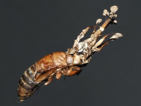 ツクツクボウシタケ ツクツクボウシタケ ツクツクボウシタケ,冬虫夏草,きのこの写真素材