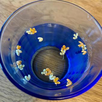 キンモクセイ水 キンモクセイ水の写真