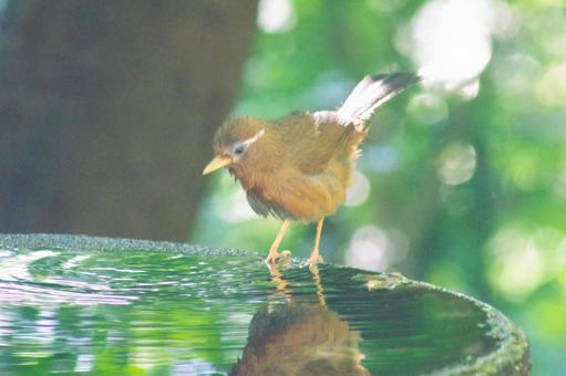 特定外来生物ガビチョウの水浴び 特定外来生物ガビチョウの水浴びの写真