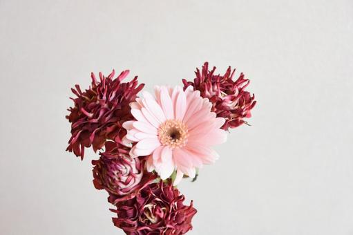 紅華美とガーベラ 紅華美とガーベラ 紅華美,ガーベラ,ピンクの写真素材