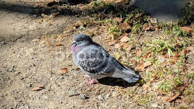 1羽の鳩 鳩,鳥,生き物の写真素材