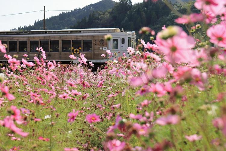 コスモスと列車 コスモス,花,植物の写真素材