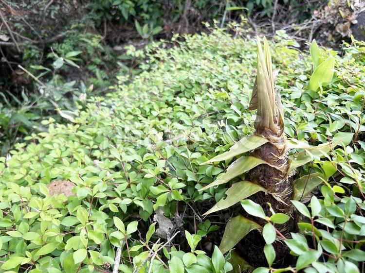 伸び始めたタケノコと緑の葉 タケノコ,たけのこ,竹の子の写真素材