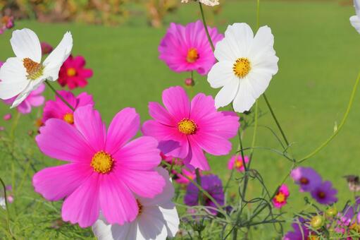 コスモス　花 花,コスモス,秋桜の写真素材