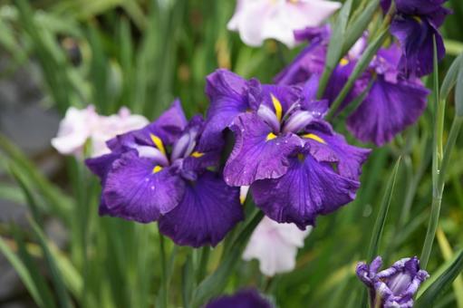 Japanese iris (hanashobu), JPG Japanese iris (hanashobu), JPG