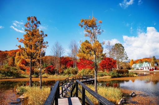 高原の紅葉 高原の紅葉 紅葉,軽井沢,ローズガーデンの写真素材
