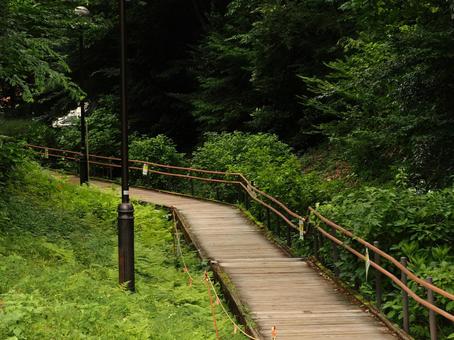 木道＿山道＿ハイキングの写真