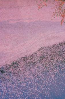 桜の水面アート 桜の水面アートの写真