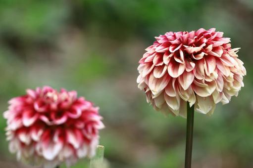 Photo, dahlia, flower, asteraceae plant, 