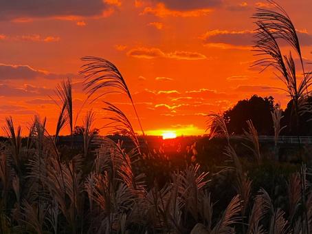 A crimson sunset and the silhouette of Japanese pampas grass, JPG