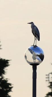 アオサギ アオサギの写真