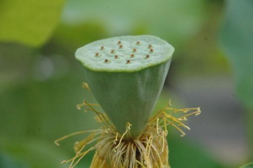 鎌倉市岡本のハスの花 蓮,大船フラワーセンター,神奈川県立公園の写真素材
