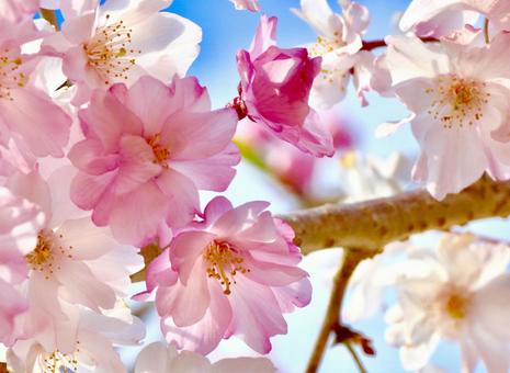 桜 桜の写真