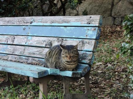 猫 サバトラ 寝る 猫 サバトラ 寝る 猫,野良猫,サバトラの写真素材