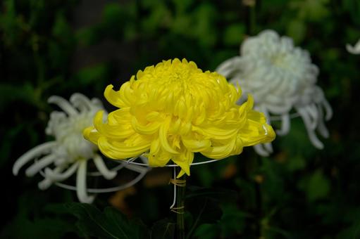 菊 菊の写真