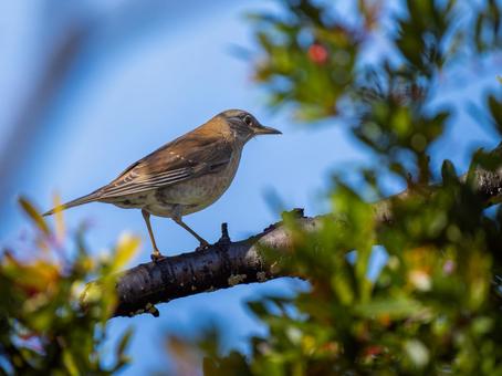 枝にとまるシロハラの写真