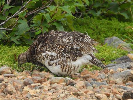 御嶽山二の池ヒュッテで餌を啄むメス雷鳥 御嶽山二の池ヒュッテで餌を啄むメス雷鳥の写真