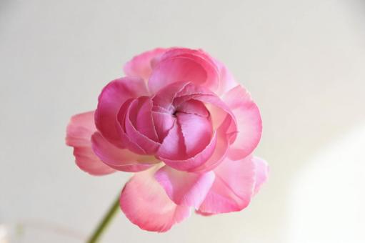 ピンクのラナンキュラスの写真