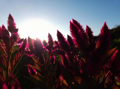 秋の花 秋の花の写真