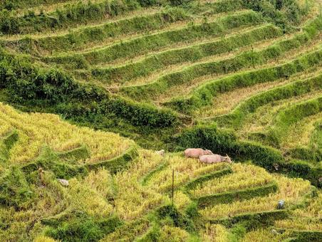 ベトナム サパ ベトナム サパ ベトナム,サパ,vietnamの写真素材