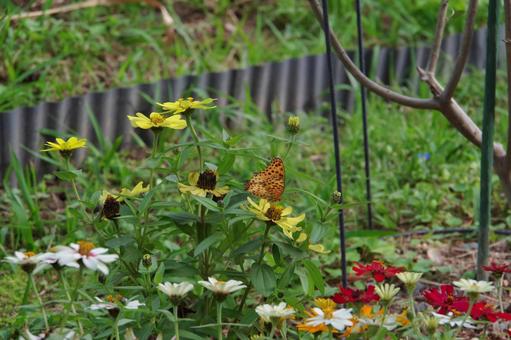 花の蜜を吸う蝶々 蝶々,ツマグロヒョウモン,花の写真素材