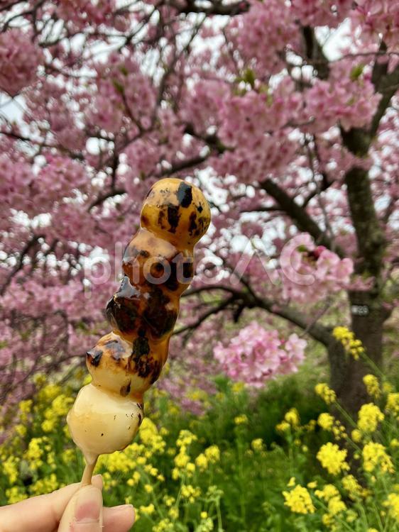河津桜と菜の花とみたらし団子 河津桜,みたらし団子,花より団子の写真素材
